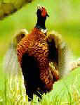 Calling all hens!